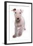 Domestic Dog, Bull Terrier, puppy, eight-weeks old-Chris Brignell-Framed Photographic Print
