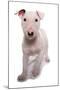 Domestic Dog, Bull Terrier, puppy, eight-weeks old-Chris Brignell-Mounted Photographic Print