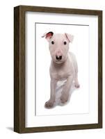 Domestic Dog, Bull Terrier, puppy, eight-weeks old-Chris Brignell-Framed Photographic Print