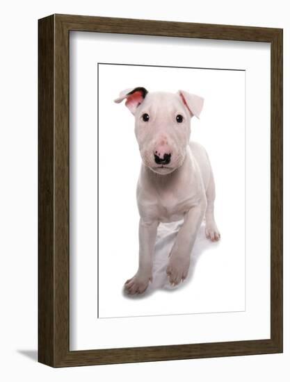 Domestic Dog, Bull Terrier, puppy, eight-weeks old-Chris Brignell-Framed Photographic Print