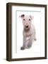 Domestic Dog, Bull Terrier, puppy, eight-weeks old-Chris Brignell-Framed Photographic Print