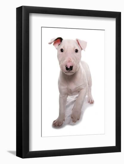 Domestic Dog, Bull Terrier, puppy, eight-weeks old-Chris Brignell-Framed Photographic Print