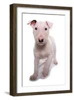 Domestic Dog, Bull Terrier, puppy, eight-weeks old-Chris Brignell-Framed Photographic Print