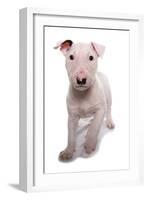 Domestic Dog, Bull Terrier, puppy, eight-weeks old-Chris Brignell-Framed Photographic Print