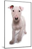 Domestic Dog, Bull Terrier, puppy, eight-weeks old-Chris Brignell-Mounted Photographic Print