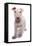 Domestic Dog, Bull Terrier, puppy, eight-weeks old-Chris Brignell-Framed Stretched Canvas