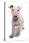 Domestic Dog, Bull Terrier, puppy, eight-weeks old-Chris Brignell-Stretched Canvas