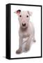 Domestic Dog, Bull Terrier, puppy, eight-weeks old-Chris Brignell-Framed Stretched Canvas