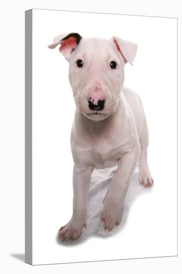 Domestic Dog, Bull Terrier, puppy, eight-weeks old-Chris Brignell-Stretched Canvas