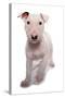 Domestic Dog, Bull Terrier, puppy, eight-weeks old-Chris Brignell-Stretched Canvas