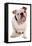 Domestic Dog, Bulldog, adult, sitting-Chris Brignell-Framed Stretched Canvas