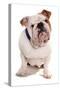 Domestic Dog, Bulldog, adult, sitting-Chris Brignell-Stretched Canvas