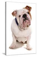 Domestic Dog, Bulldog, adult, sitting-Chris Brignell-Stretched Canvas