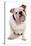 Domestic Dog, Bulldog, adult, sitting-Chris Brignell-Stretched Canvas