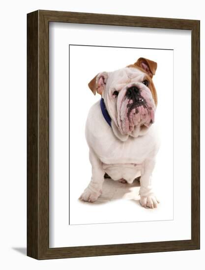 Domestic Dog, Bulldog, adult, sitting-Chris Brignell-Framed Photographic Print