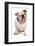 Domestic Dog, Bulldog, adult, sitting-Chris Brignell-Framed Photographic Print