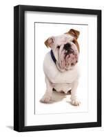 Domestic Dog, Bulldog, adult, sitting-Chris Brignell-Framed Photographic Print