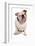 Domestic Dog, Bulldog, adult, sitting-Chris Brignell-Framed Photographic Print