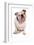 Domestic Dog, Bulldog, adult, sitting-Chris Brignell-Framed Photographic Print