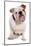 Domestic Dog, Bulldog, adult, sitting-Chris Brignell-Mounted Photographic Print