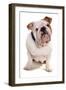 Domestic Dog, Bulldog, adult, sitting-Chris Brignell-Framed Photographic Print