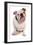 Domestic Dog, Bulldog, adult, sitting-Chris Brignell-Framed Photographic Print