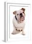 Domestic Dog, Bulldog, adult, sitting-Chris Brignell-Framed Photographic Print