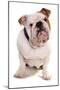 Domestic Dog, Bulldog, adult, sitting-Chris Brignell-Mounted Photographic Print