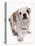 Domestic Dog, Bulldog, puppy, standing-Chris Brignell-Stretched Canvas