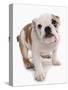 Domestic Dog, Bulldog, puppy, standing-Chris Brignell-Stretched Canvas