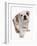Domestic Dog, Bulldog, puppy, standing-Chris Brignell-Framed Photographic Print