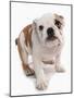 Domestic Dog, Bulldog, puppy, standing-Chris Brignell-Mounted Photographic Print