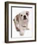 Domestic Dog, Bulldog, puppy, standing-Chris Brignell-Framed Photographic Print