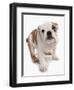 Domestic Dog, Bulldog, puppy, standing-Chris Brignell-Framed Photographic Print