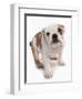 Domestic Dog, Bulldog, puppy, standing-Chris Brignell-Framed Photographic Print