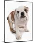 Domestic Dog, Bulldog, puppy, standing-Chris Brignell-Mounted Photographic Print