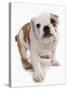 Domestic Dog, Bulldog, puppy, standing-Chris Brignell-Stretched Canvas