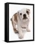 Domestic Dog, Bulldog, puppy, standing-Chris Brignell-Framed Stretched Canvas