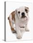 Domestic Dog, Bulldog, puppy, standing-Chris Brignell-Stretched Canvas