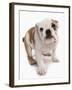 Domestic Dog, Bulldog, puppy, standing-Chris Brignell-Framed Photographic Print