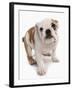 Domestic Dog, Bulldog, puppy, standing-Chris Brignell-Framed Photographic Print