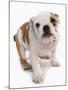 Domestic Dog, Bulldog, puppy, standing-Chris Brignell-Mounted Photographic Print