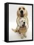 Domestic Dog (Canis Familiaris) Carrying Puppy in Basket-Jane Burton-Framed Stretched Canvas