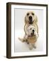 Domestic Dog (Canis Familiaris) Carrying Puppy in Basket-Jane Burton-Framed Photographic Print