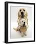 Domestic Dog (Canis Familiaris) Carrying Puppy in Basket-Jane Burton-Framed Photographic Print