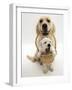 Domestic Dog (Canis Familiaris) Carrying Puppy in Basket-Jane Burton-Framed Photographic Print