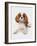 Domestic Dog, Cavalier King Charles Spaniel, puppy, laying-Chris Brignell-Framed Photographic Print