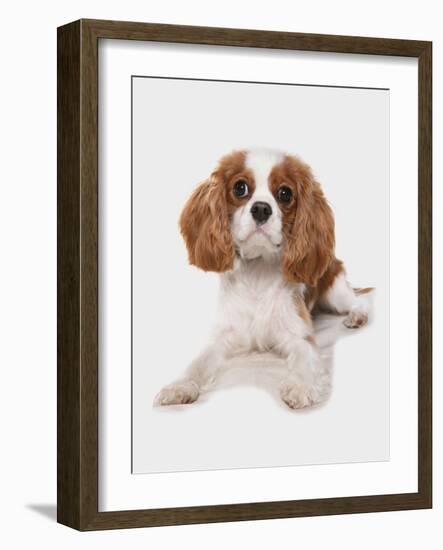 Domestic Dog, Cavalier King Charles Spaniel, puppy, laying-Chris Brignell-Framed Photographic Print