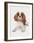 Domestic Dog, Cavalier King Charles Spaniel, puppy, laying-Chris Brignell-Framed Photographic Print