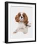 Domestic Dog, Cavalier King Charles Spaniel, puppy, laying-Chris Brignell-Framed Photographic Print